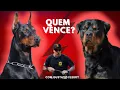 Rottweiler X Doberman Caes de Guarda