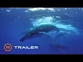 The Loneliest Whale Trailer 2021 - Regal Theatres