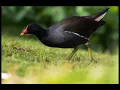 Download Lagu Suara Terbaru Panggil Burung Bantiung 01 (common morhen)