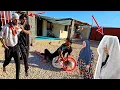 Download Lagu Engagement Gone Wrong: Tat's Daring Escape from Mr. Hassan's Farm