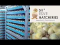 The Amazing Full process of Modern Chicks Hatchery Hatchery Farming Technology ibusinesszone