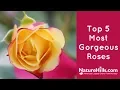 Download Lagu Top 5 Most Gorgeous Roses | NatureHills.com