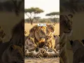 Download Lagu 🦁 The Real King’s Secret | Shocking Lion Facts You Didn’t Know #alieditspro #facts