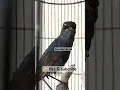 Download Lagu Ciri ciri jongkangan / cingcoang biru muda/trotol : warna hitam kebiruan sampai ke bagian ekor