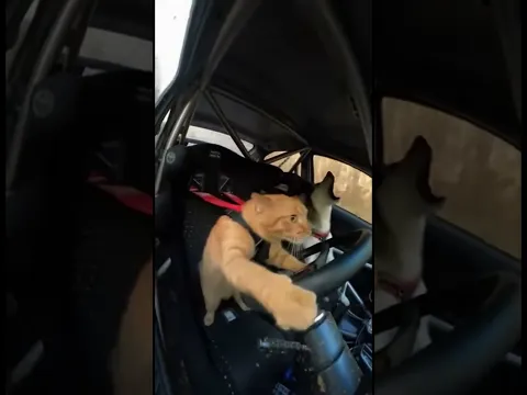 My bf is terrified when I drive 😂😅 #youtubeshorts #funny