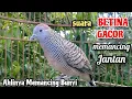 Download Lagu BETINA GACOR‼️Suara Perkutut Betina Memanggil Jantan || The female turtle dove calls the male