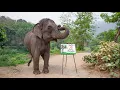 Download Lagu Elephant Suda Paints for Joe Rogan | Get Your Own Painting Too