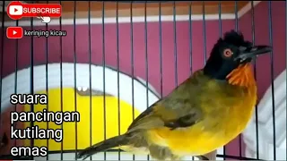 suara pancingan kutilang emas