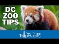 Tips for Visiting the National Zoo Washington DC