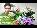 Download Lagu REVIEW BUNGA HYDRANGEA | HORTENSIA | PANCA WARNA MP3