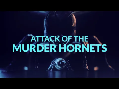 TRAILER // ATTACK OF THE MURDER HORNETS an Original Documentary Now On Discovery+