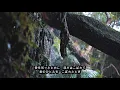 青春の影 ～ チューリップ ～