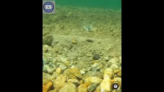 لحظه التقاط السمكه الطعم         دندنها
