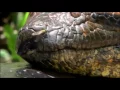 Download Lagu BİLLFOLD-SNAKE İN THE GRASS (CLİP)