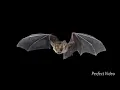 sounds only bats can hear