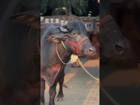 Bilal transformation #petstationkannur