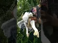 Anak burung elang jatuh dari pohon