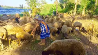 الدنيا برد أحمد منيب 