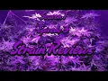 My 1st Exotic Strain Review weeding cake x gelato bubblegum popperz