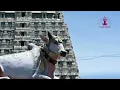 Download Lagu Shivan Song Sankaraya Namaha - Unni Krishnan Sankaraya Namaha | Tamil Bakthi songs