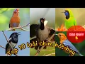 Download Lagu ✅Tổng Hợp 10 loài chim cảnh GIỌNG HÓT hay nhất Việt Nam • Mới Nhất 2024 || Đạt Bird TV