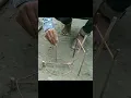 Bird Trap | Parrot Trap | Pigeon Trap | Trap For Bird #birds #trap #shorts