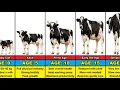 Cow Transformation From 0 to 20 Years Old