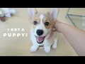I got a 10 weeks old corgi puppy here s my first month with her
