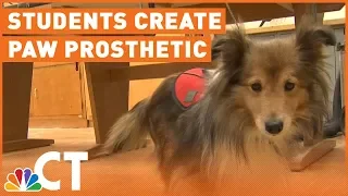 Torrington Students Creating Prosthetic for Service Dog NBC Connecticut