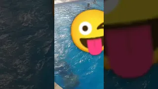 تعليم السباحة ملكة جمال العالم فرح لبنان تابعوني لمشاهدة المزيد 