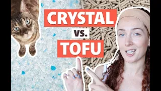 Tofu vs Crystal Cat Litter The ULTIMATE Showdown