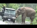 Download Lagu Terrifying Moment: Wild Elephant Forces Van to Stop and Grabs Food as Drivers Panic!