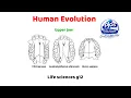 Human Evolution Activity made easy