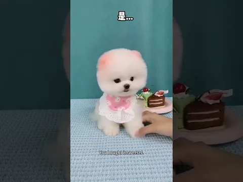 That’s so pitiful. #puppy #pomeranian #funny