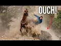 Training Colts While Packing Salt in Utah s High Desert GONE WRONG