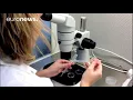 Cultura de órgãos humanos em porcos já é possível