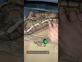 Snake Breeding Ovulation