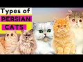6 Types of Persian Cats Number 5 is Unique Which One Do You Prefer