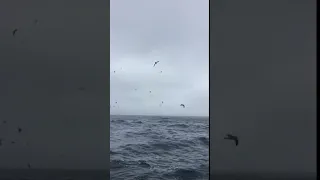 Sailing to the Ends of the Earth 🌎 The Snares!