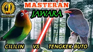 lovebird vs tengkek buto masteran istimewa paling disukai murai batu dan cucak ijo