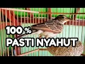 Download Lagu Pancingan Branjangan ngeriwik bikin nyahut branjangan bakalan
