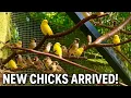 Lagu 🤩Geweldige update over het kweken van vogels | Vinken, kanaries, grasparkieten, volière | S3:Ep2 ...