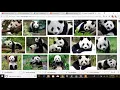 Custom Object Panda Detection Using Tensorflow object detection API