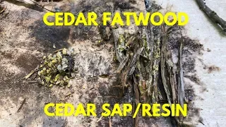 Cedar Sap Cedar Resin Cedar Fatwood The Pine Fatwood Alternative