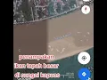 Download Lagu penampakan ikan tapah besar di sungai kapuas
