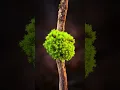 Download Lagu Macro Photography Lighting #litbylume | Miniature Nature Studio