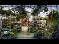 Download Lagu Israeli researchers resolve an old controversy: Plants do emit sound