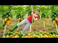 Lagu Cosechando Muchas Papayas Maduras | Al Mercado Rural y Cocina Tradicional