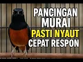 Download Lagu PANCINGAN MURAI BATU GACOR, PALING AMPUH BIKIN BONGKAR ISIAN, NGOTOT DAN NAIK EMOSI...