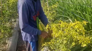 SMART FARMER HARVESTS THE HOTTEST CHILI PEPPERS! THE RESULT IS INCREDIBLY! - Agricultural Farming